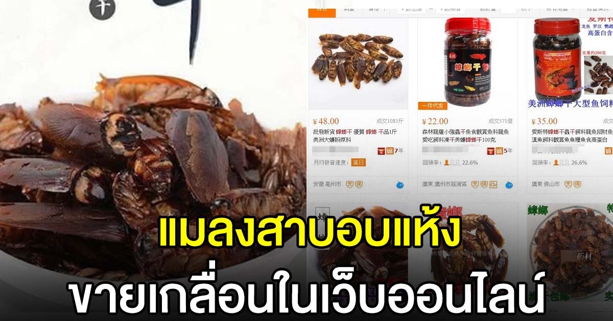 ฮือฮา แมลงสาบอบแห้ง