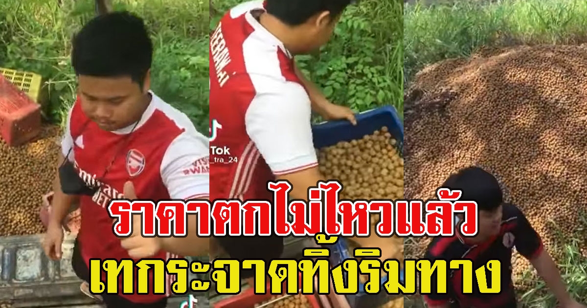 ชาวสวนลำไย ประชดลำไยราคาตกต่ำ เทกระจาดทิ้งริมทาง