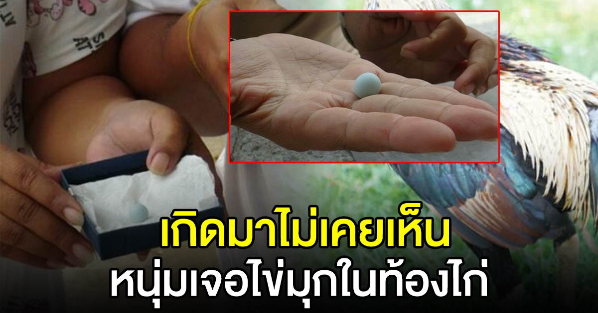 หนุ่มเจอไข่มุก ในไก่
