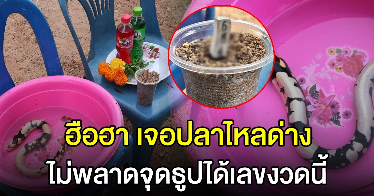 ฮือฮา ชาวบ้านเจอ ปลาไหลด่าง