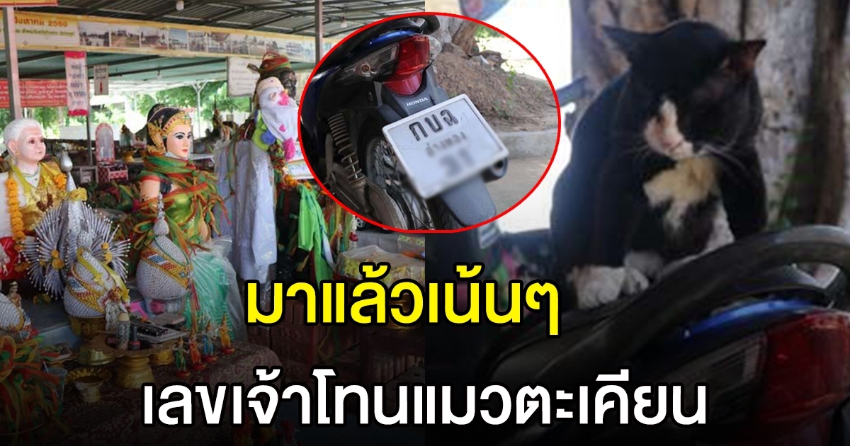 โค้งสุดท้าย เลข เจ้าโทน แมวตะเคียน