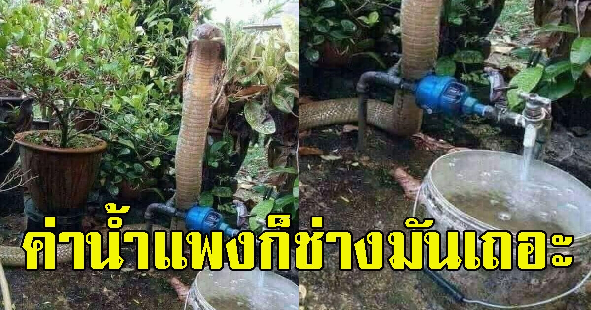 หนุ่มโพสต์น้ำล้นถัง แต่เจองูข้างก๊อกควรไปปิดหรือปล่อยเอาไว้ดี