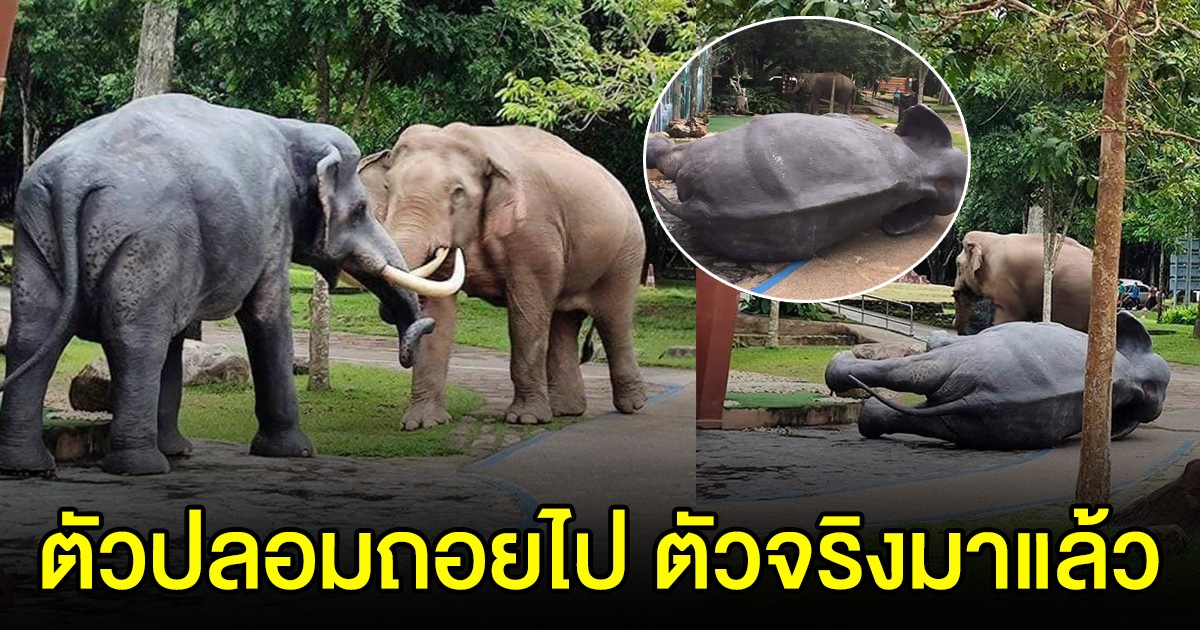 เมื่อช้างป่าตัวจริง มาเจอกับรูปปั้นช้างตัวปลอม