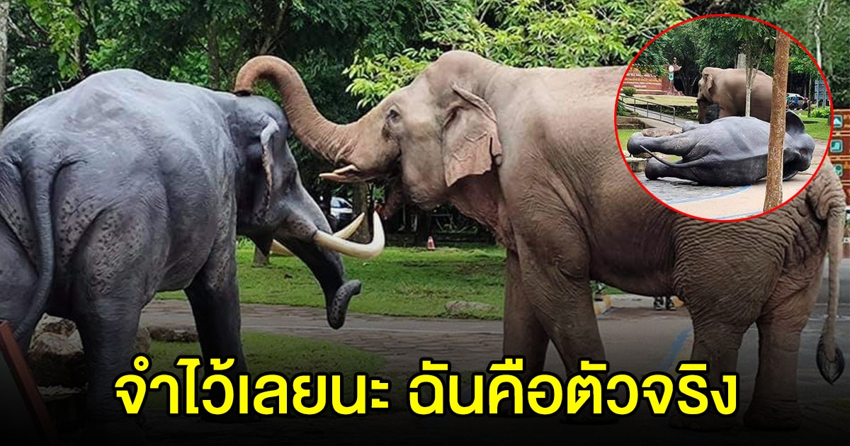 คลิปนาที เมื่อช้างตัวจริง มาเจอกับช้างตัวปลอม