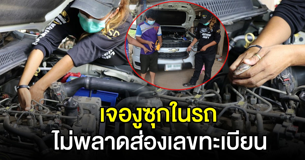 หนุ่มตกใจ เจองูซุกในห้องเครื่องรถยนต์