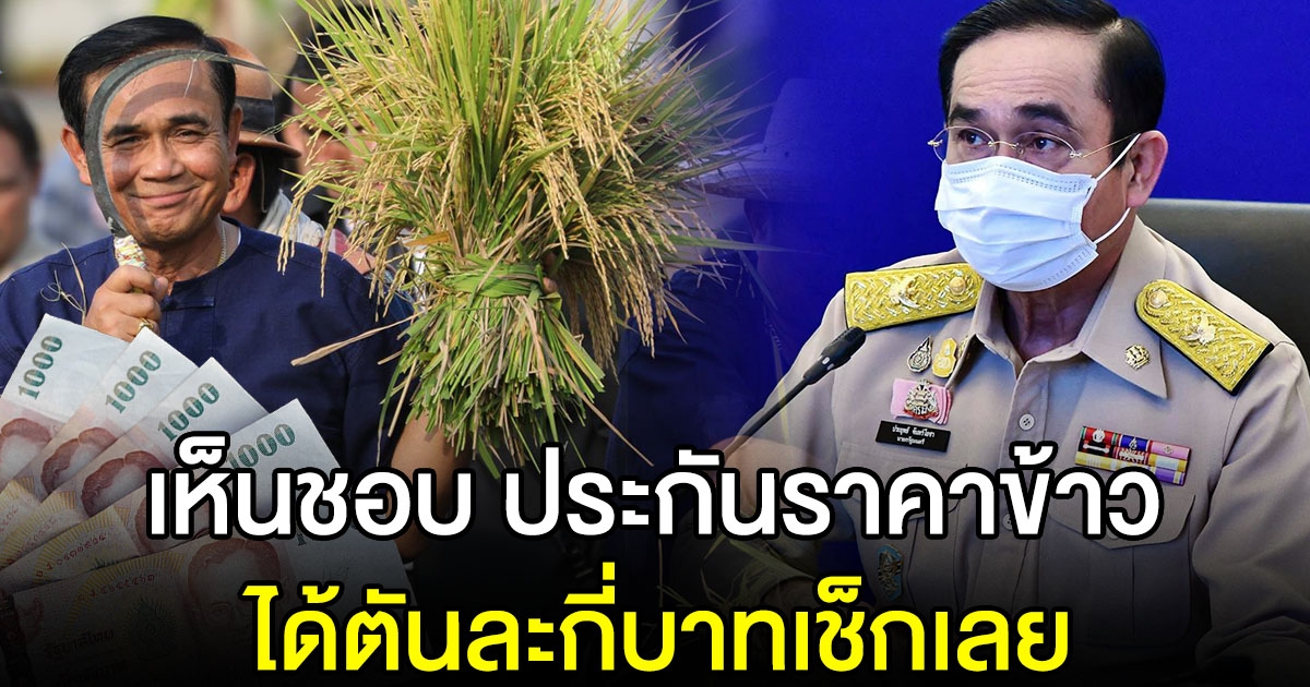 นบข. เห็นชอบ ประกันรายได้เกษตรกรปลูกข้าว ปี 64/65