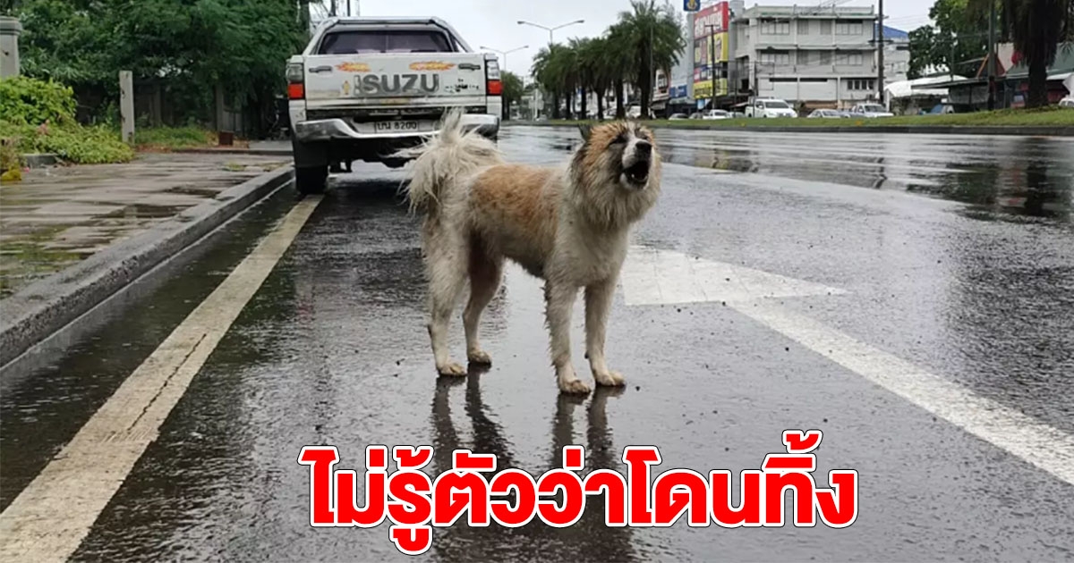 หมาบางแก้ว น่าสงสาร