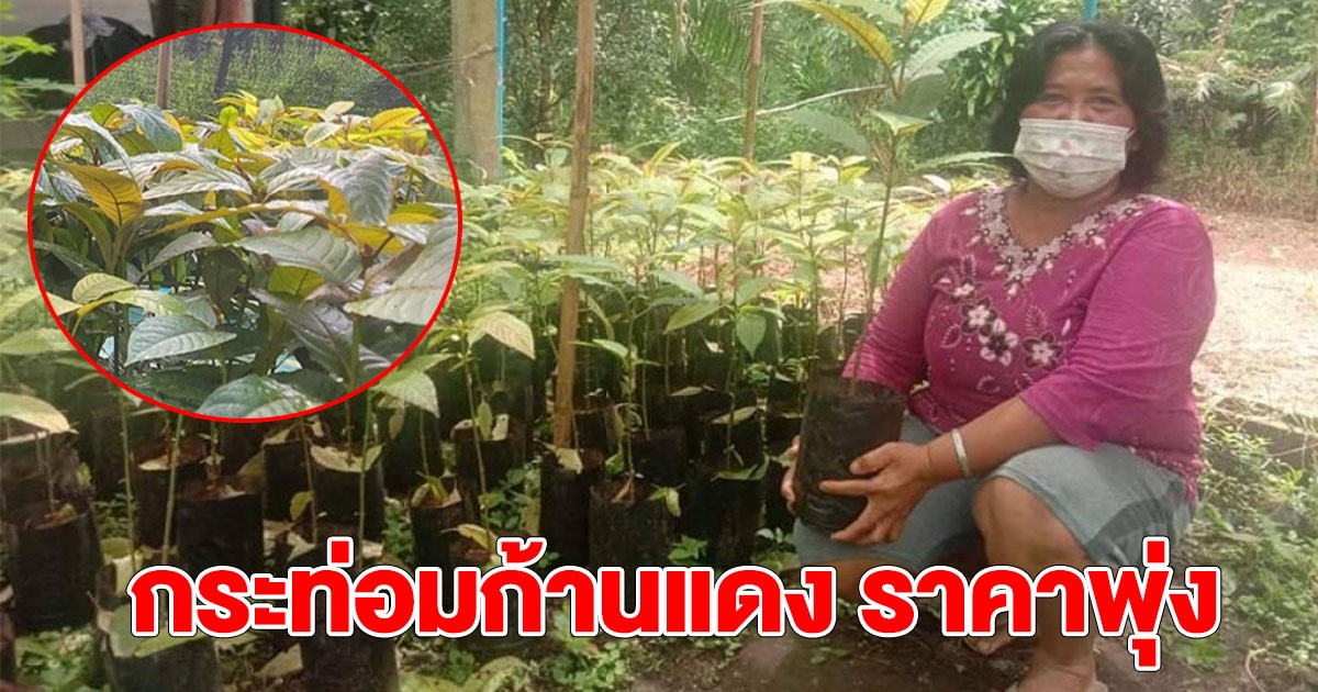 กระท่อม ก้านแดง ประจวบฯ ราคาพุ่ง หลังกฏหมายปลดล็อก