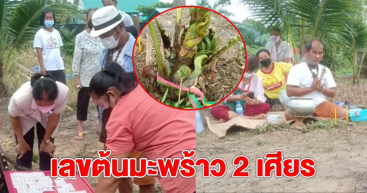 ต้นมะพร้าว คล้ายพญานาค 2 เศียร