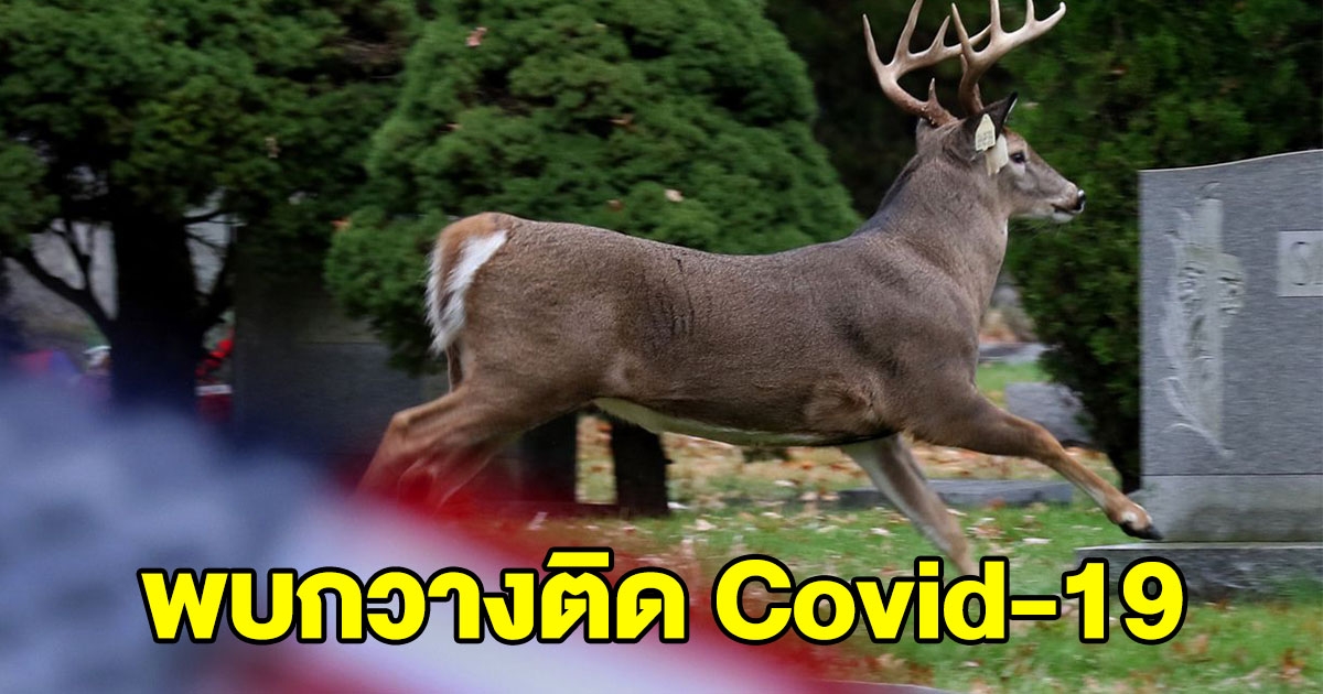 สหรัฐฯเผย พบกวางหางขาวป่า ติด CV-19