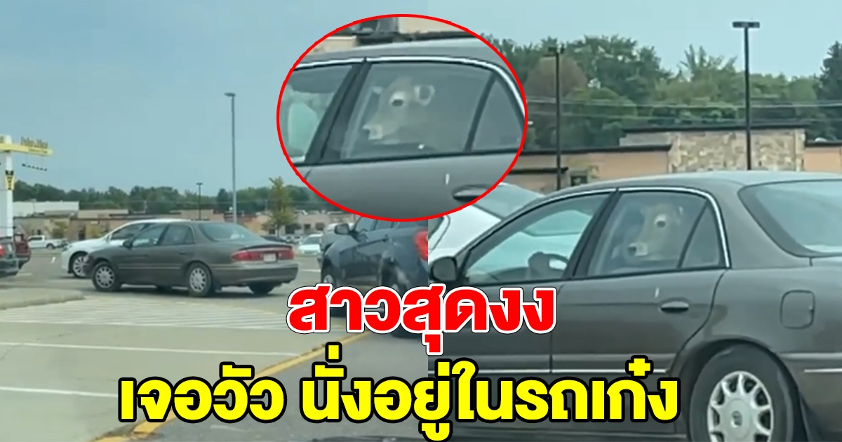สาวสุดงง เจอวัวนั่งอยู่ในรถเก๋ง