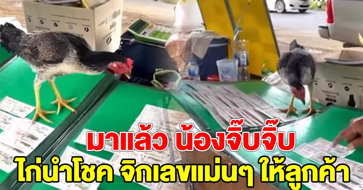 มาแล้ว น้องจิ๊บจิ๊บ