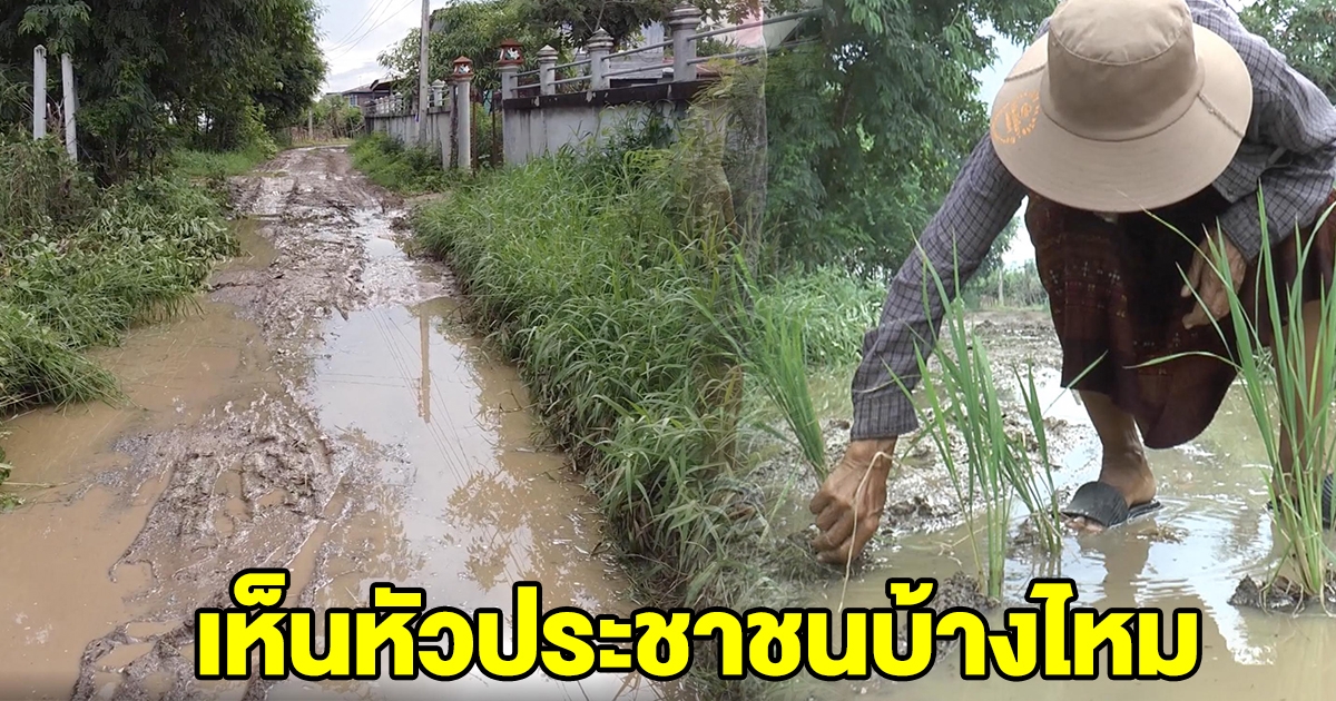 ชาวบ้านปลูกข้าวประชด หลังน้ำท่วมขังถนนมานาน 60 ปี ไร้การเหลียวแล