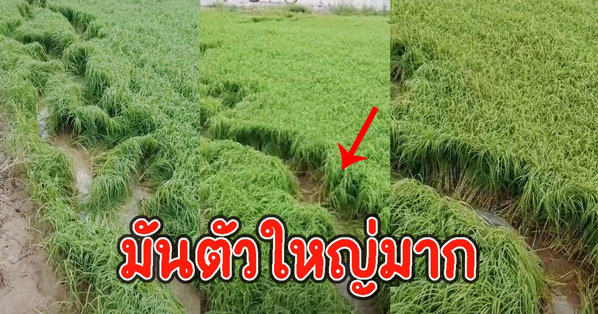 เจอตัวแล้ว รอยในนาข้าว หลังฝนตกหนัก