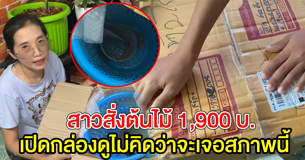 สาวสั่งต้นไม้ 1900