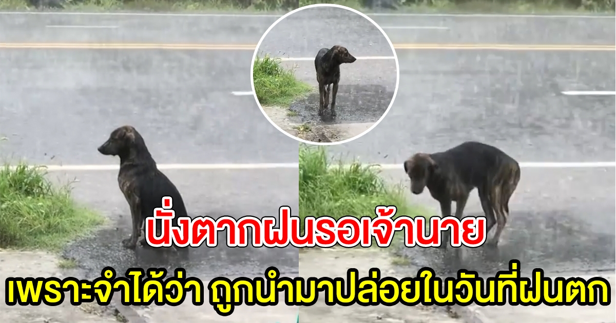 เจ้าตูบนั่งตากฝน รอเจ้านายอย่างมีความหวัง