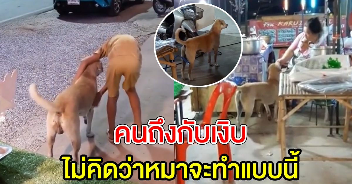 ชาวบ้านสงสาร ให้อาหารเจ้าตูบ