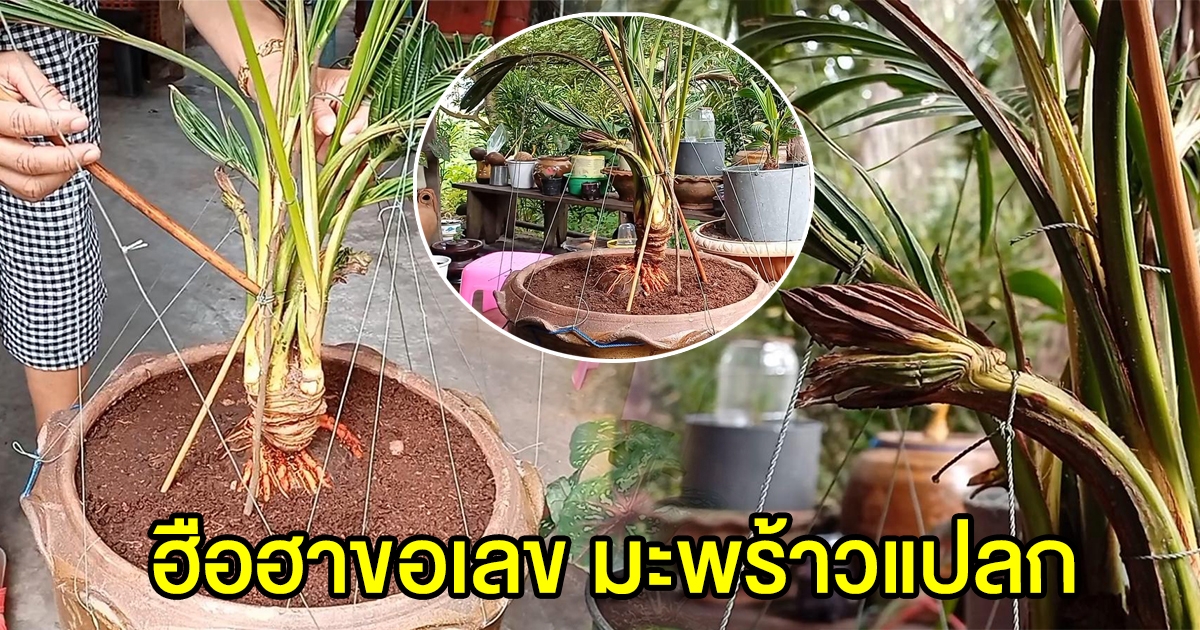 ชาวบ้านฮือฮา มะพร้าวแปลก 4 ยอดในต้นเดียว