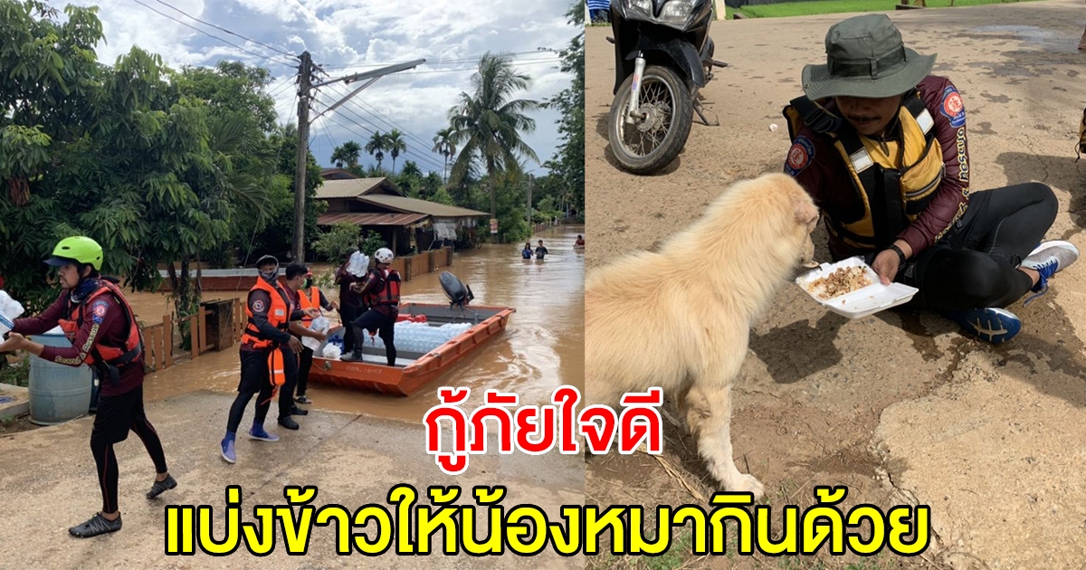 กู้ภัยใจดี แบ่งข้าวให้สุนัข