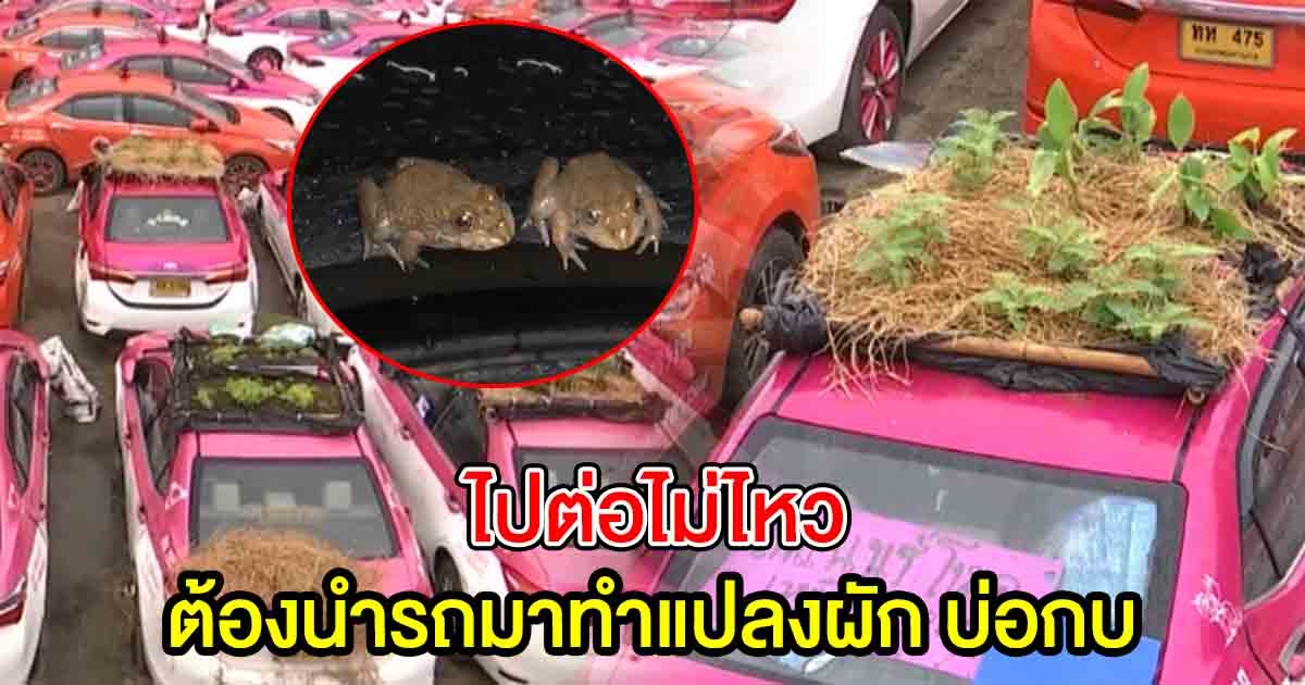 แท็กซี่ ไปต่อไม่ไหว ถูกเปลี่ยนเป็นแปลงผัก