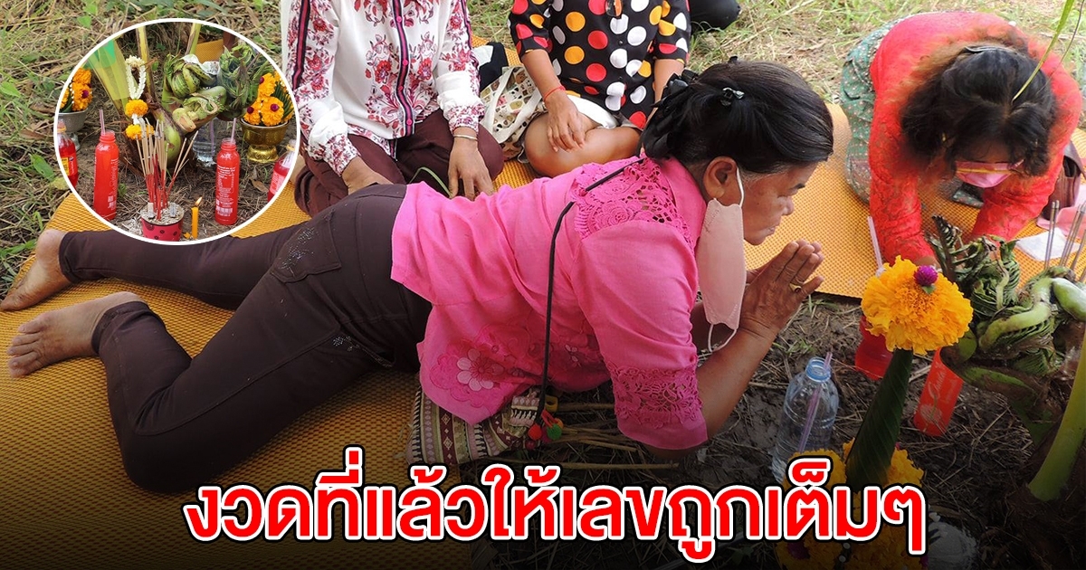 ฮือฮา ต้นมะพร้าวออกยอด คล้ายเศียรพญานาค