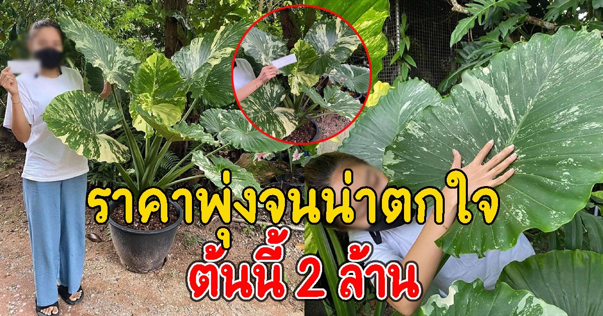 สาวเปิดประมูลต้นบอนหูช้างด่างขาว เพียงไม่กี่ชั่วโมงราคาพุ่งสูงมาก