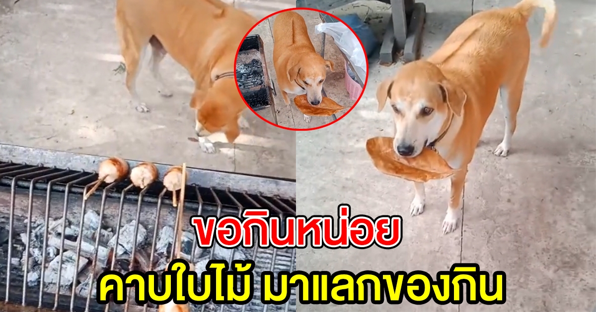 เจ้ากล้า สุนัขแสนรู้ คาบใบไม้ มาขอแลกของกิน