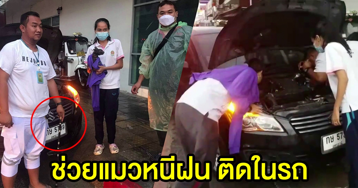 ช่วยเหลือแมว หนีฝนติดอยู่ในรถ