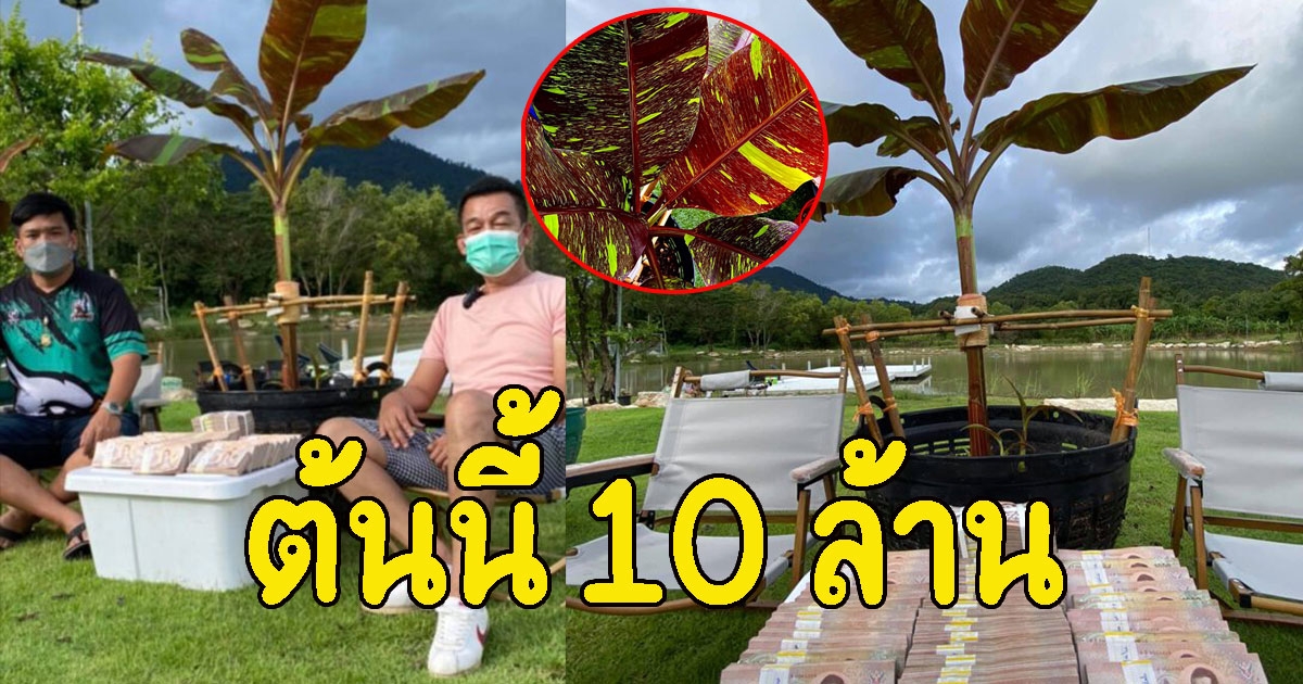 เปิดภาพ ต้นกล้วยแดงอินโด 10 ล้าน ต้นแรกของไทย