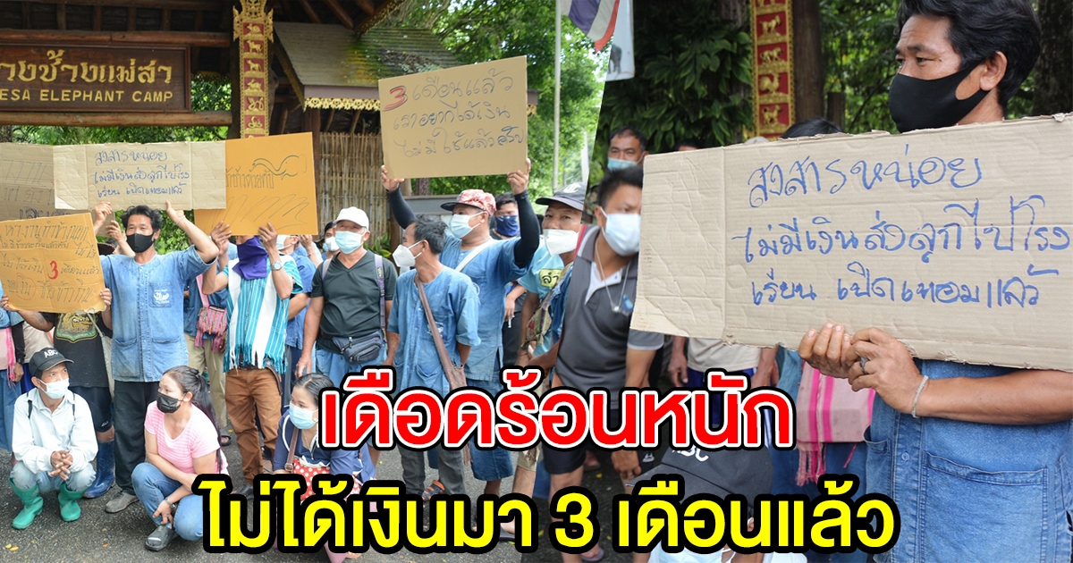 กลุ่มควาญช้าง ปางช้างแม่สา ร้องไม่ได้เงิน 3 เดือนแล้ว