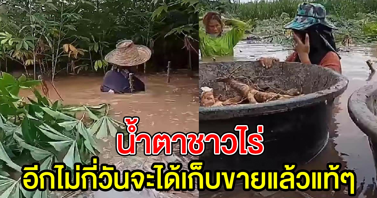 ชาวสวน ไร่มันสำปะหลัง