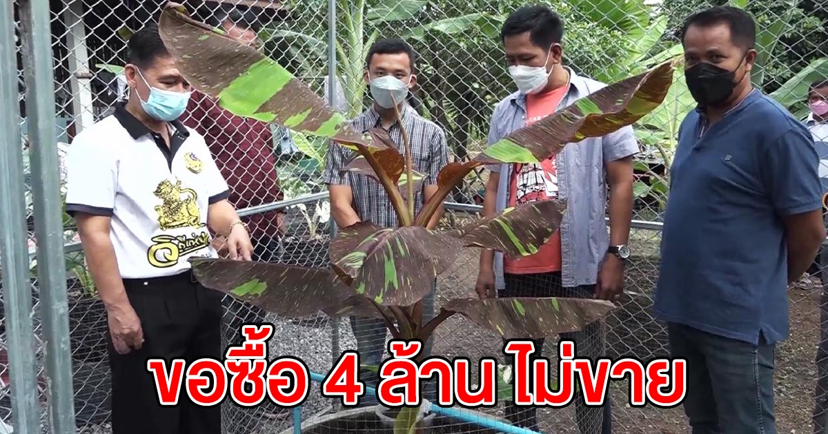 หนุ่มเพาะกล้วยด่างแดงอินโด เคยมีคนขอซื้อต้นละ 4 ล้านไม่ขาย