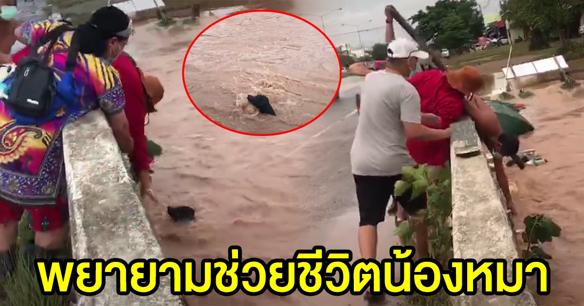 นาทีชีวิต คนช่วยสุนัข