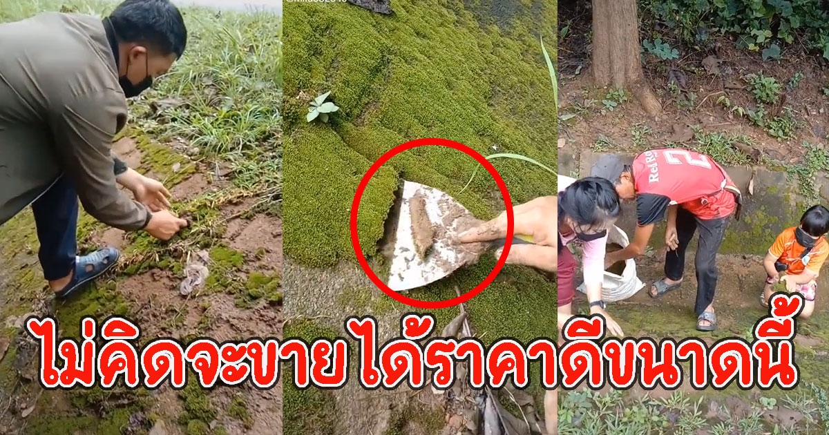 หนุ่มเห็นมอสส์ริมทาง