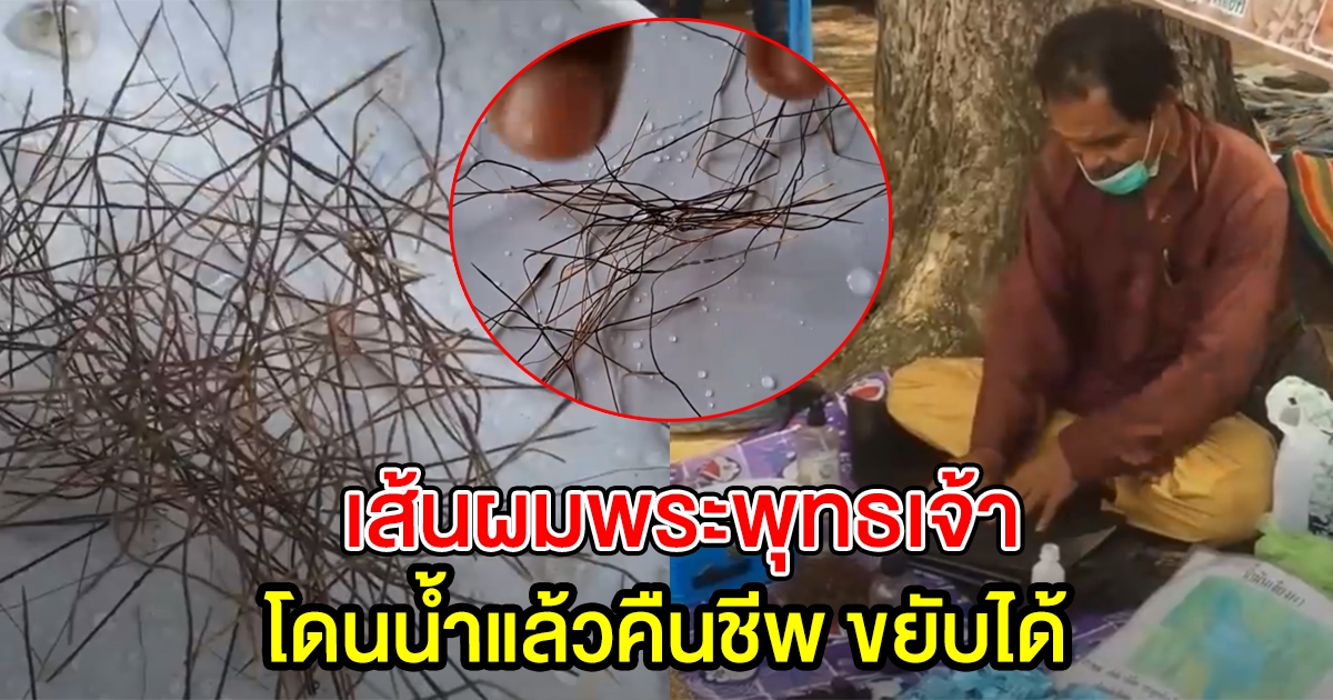 หญ้าทะเลทราย โดนน้ำขยับได้