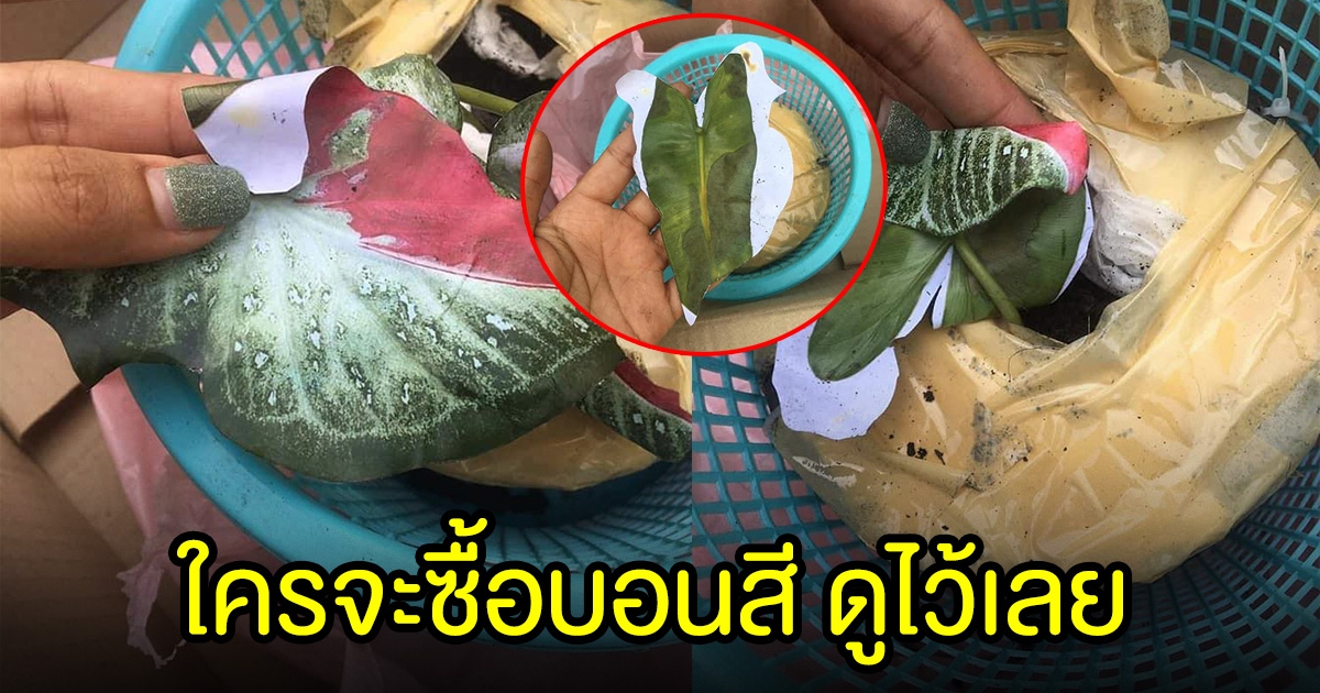 สาวสั่งบอนสี ชายชล