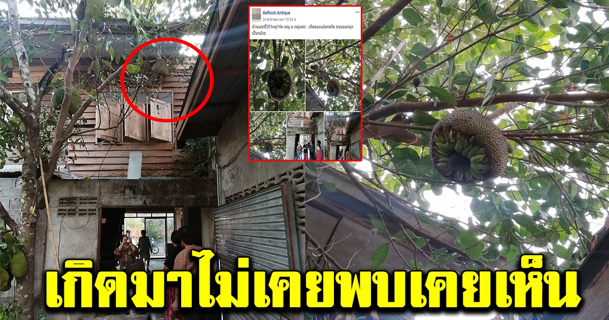 ชาวบ้านฮือฮาหนัก หลังปลูกต้นขนุน แต่ผลออกมาคล้ายกล้วย