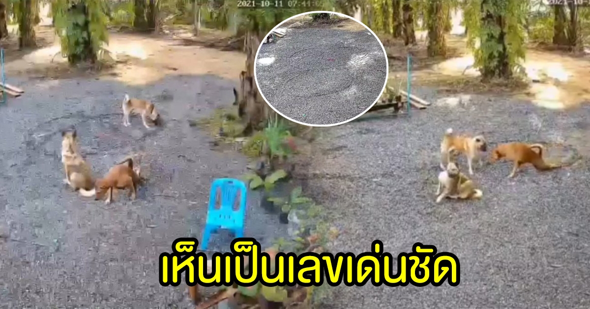 เจ้าของบ้านงง สุนัขมาวาดรูปหน้าบ้านก่อนจากไป