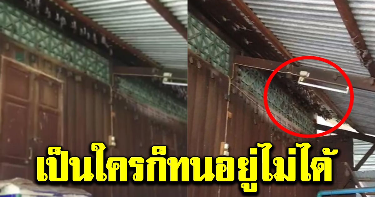 สาวตกใจหนัก หลังมองขึ้นไปบนหลังคา