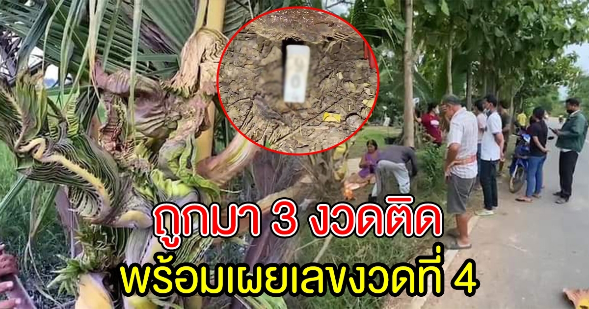 ชาวบ้าน ไว้ขอพร ต้นมะพร้าว ออกเครือคล้ายพระญานาค