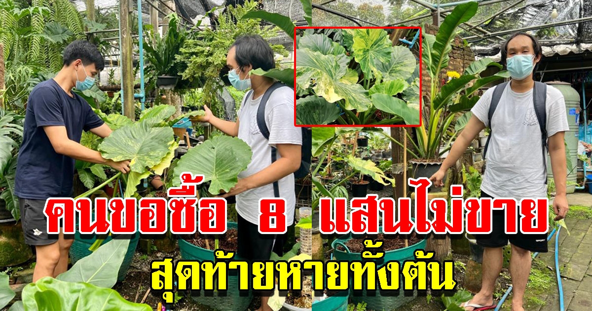 หนุ่มสุดเซ็ง บอนหูช้างด่างเหลืองหาย