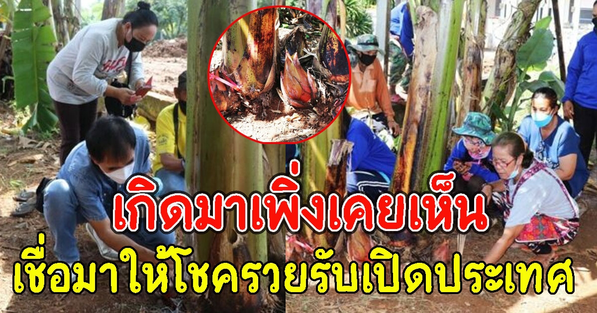 พบหน่อกล้วยคล้ายดอกบัวตูม