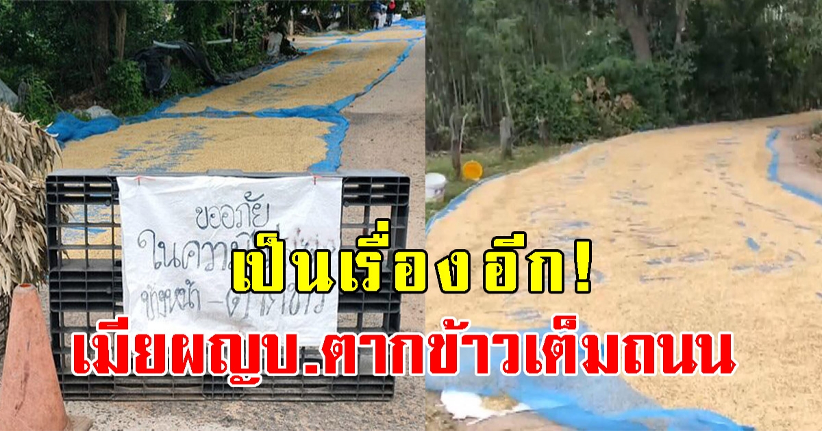 ภรรยาผู้ใหญ่บ้าน ตากข้าวบนถนน วางกรวยกั้นติดป้าย ห้ามผ่าน