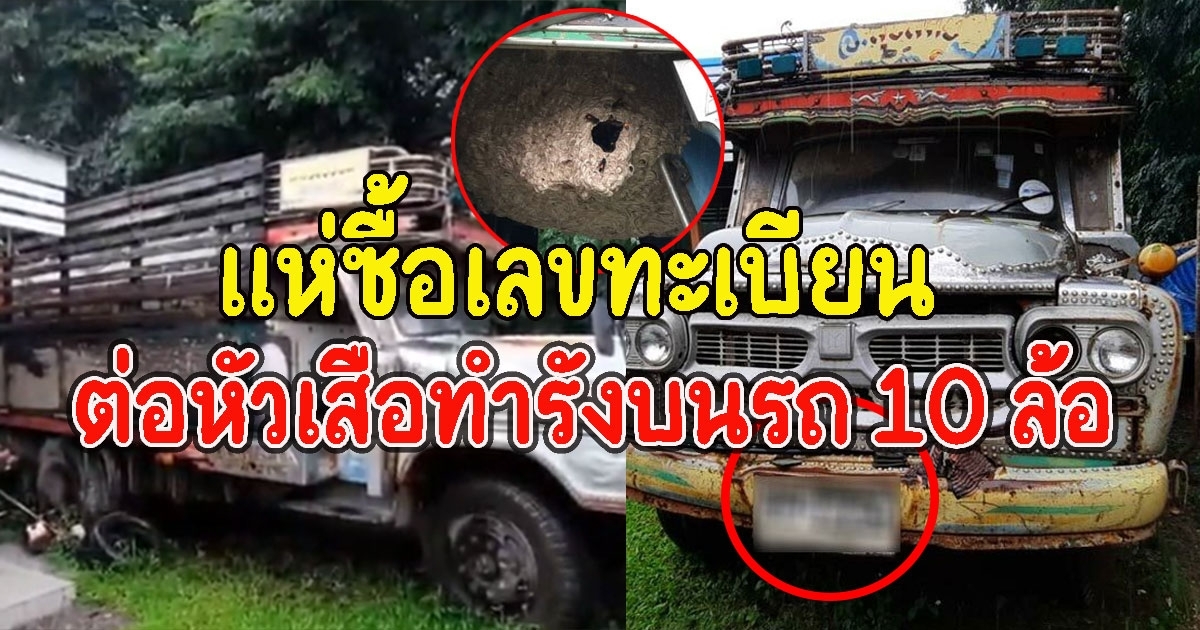 พบต่อหัวเสือทำรังบนรถ 10 ล้อ รุ่นเก่า