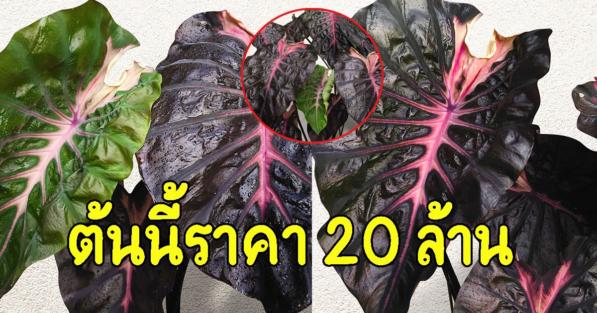 เปิดภาพ ไม้ไฮบริดไทยตัวใหม่ ราคา 20 ล้าน