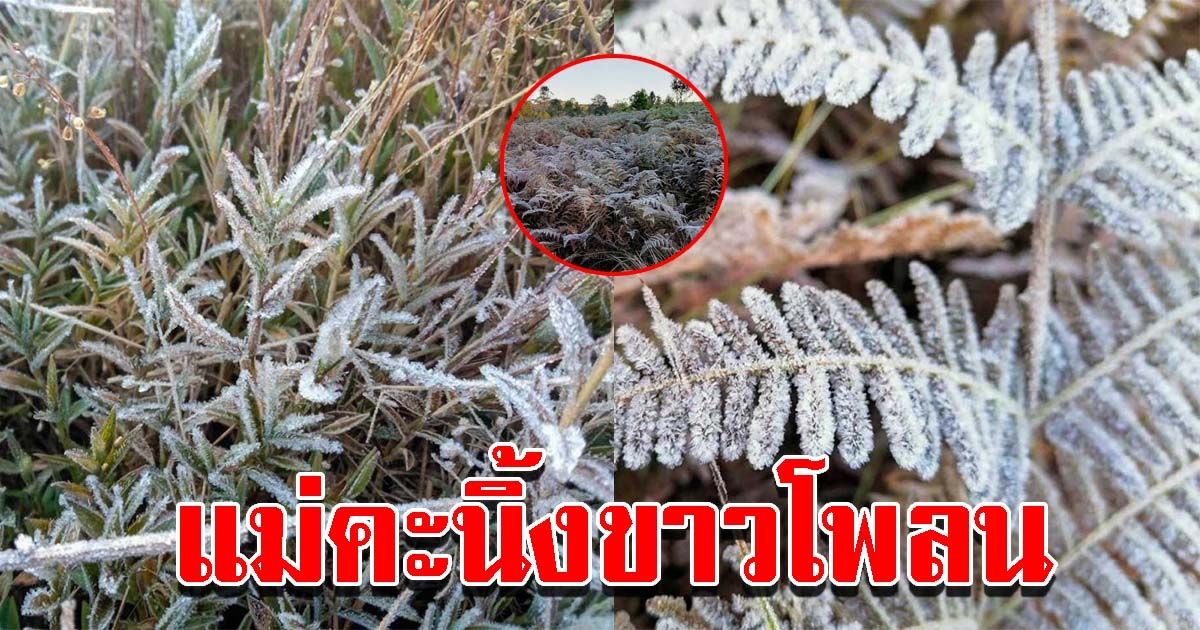 ภูกระดึงเย็นยะเยือก แม่คะนิ้งบนยอดหญ้าขาวโพลน