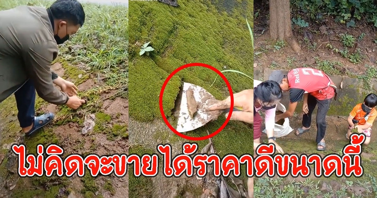 หนุ่มเห็นมอสส์ อยู่ข้างทาง ลองเอาไปขาย ก่อนเห็นราคา รีบไปตามครอบครัวมาเก็บ