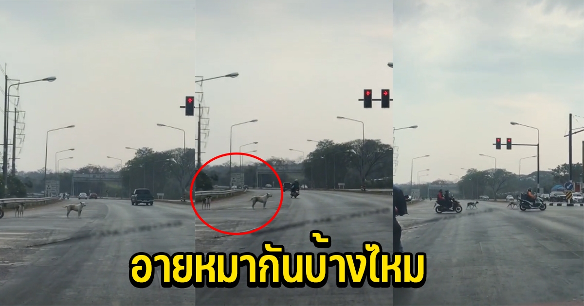 เจ้าตูบ 2 ตัว รู้จักยืนรอไฟแดงข้ามถนน