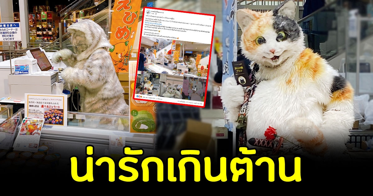 น่ารักเกินต้าน พนักงาน สวมชุดน้องแมวขนปุกปุย ในซุปเปอร์มาเก็ต
