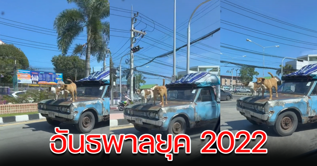 ขับรถยังไง สุนัขยืนหน้ารถ